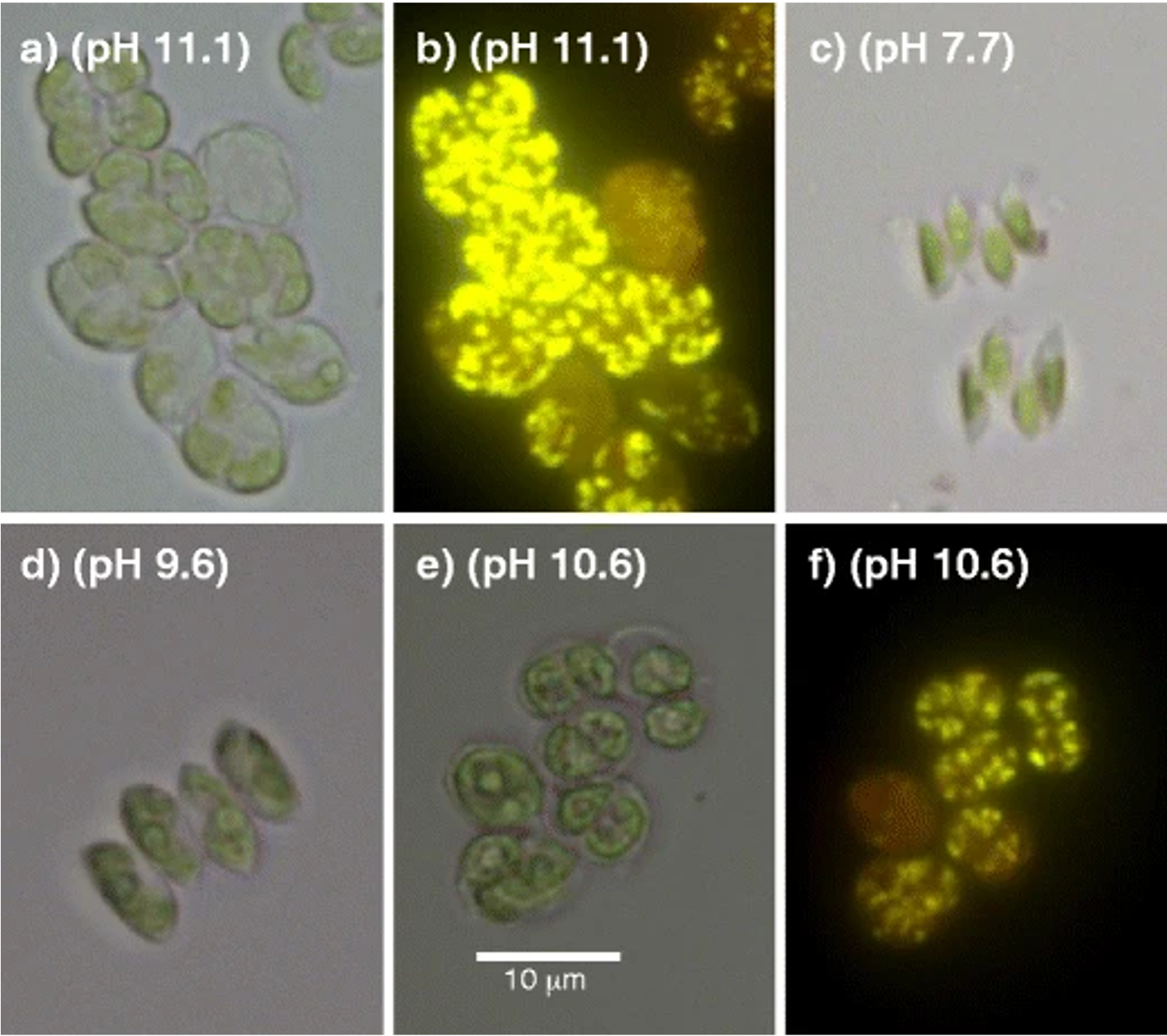 Micrographs detailing morphology changes in Scenedesmus sp. strain WC-1