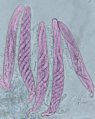 Cochliobolus