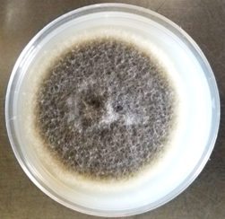 Alternaria sp. grown in potato dextrose agar. 