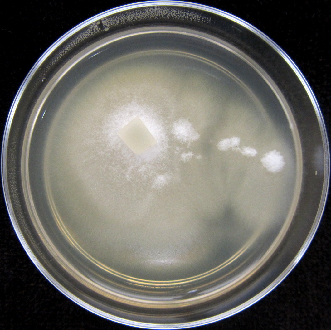 Photo of Anthostomella leucospermi CBS110126 v1.0