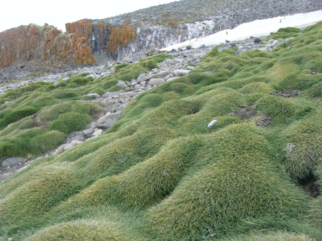 The Antarctic Hairgrass (Deschampsia antarctica) [Photo credits: Filipe de Carvalho Victoria]