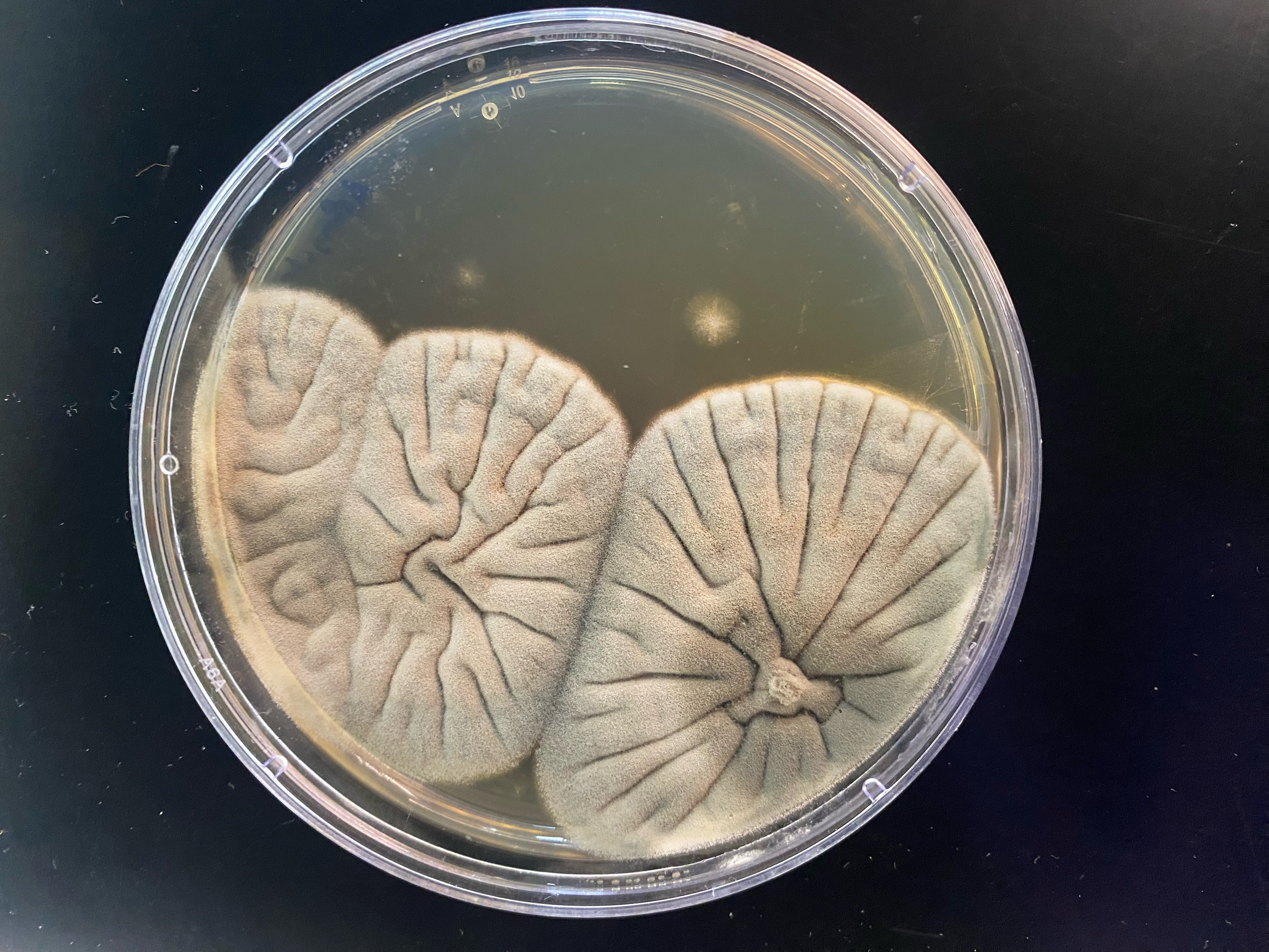 Cultured isolate Aspergillus fumigatus UD1 [Image credit: Ross Klauer]