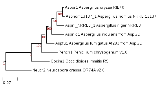 Phylogenetic tree showing position of Aspergillus nomius NRRL 13137