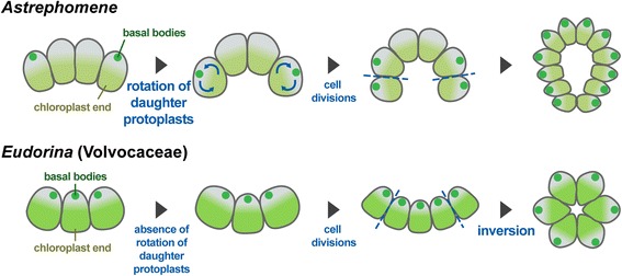Schematic diagrams of the two mechanisms of spheroidal colony formation in the volvocine algae. [Image credit: from By Yamashita S1, Arakaki Y1, Kawai-Toyooka H1,
Noga A1, Hirono M2, Nozaki H3. Author information 1 Department of
Biological Sciences, Graduate School of Science, University of
Tokyo, 7-3-1 Hongo, Bunkyo-ku, Tokyo, 113-0033, Japan. 2 Department
of Frontier Bioscience, Faculty of Bioscience and Applied
Chemistry, Hosei University, 3-7-2 Kajino-cho, Koganei-shi, Tokyo,
184-8584, Japan. 3 Department of Biological Sciences, Graduate
School of Science, University of Tokyo, 7-3-1 Hongo, Bunkyo-ku,
Tokyo, 113-0033, Japan. nozaki@bs.s.u-tokyo.ac.jp. - <a
rel="nofollow" class="external free"
href="https://www.ncbi.nlm.nih.gov/pmc/articles/PMC5103382/figure/Fig4/">https://www.ncbi.nlm.nih.gov/pmc/articles/PMC5103382/figure/Fig4/</a>,
<a href="https://creativecommons.org/licenses/by/4.0"
title="Creative Commons Attribution 4.0">CC BY 4.0</a>, via <a
href="https://commons.wikimedia.org/w/index.php?curid=80898678">wikimedia</a>]