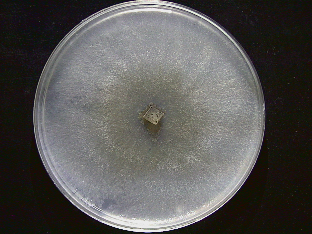 Mycelial colony of Cercophora angulispora. [Image Credit: Lucas Bonometti - Institut Agro, Montpellier, France]