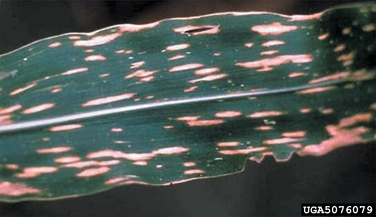 Symptoms of southern corn leaf blight being caused by the fungal plant pathogen Bipolaris maydis, also known as Cochliobolus heterostrophus. 