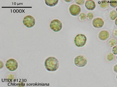 Micrograph of Chlorella sorokiniana UTEX 1230. Photo from <a
href="https://utex.org/products/utex-1230">UTEX Culture
Collection</a>. <a
href="https://creativecommons.org/licenses/by-nc-nd/4.0/">[CC
BY-NC-ND 4.0]</a>