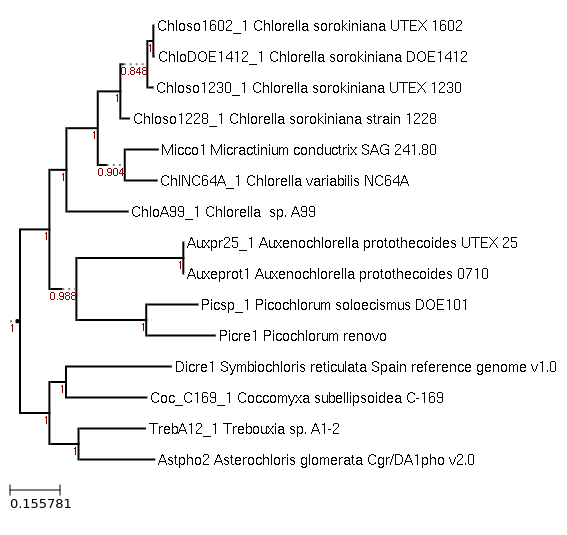Species tree for Chlorella sorokiniana UTEX 1602