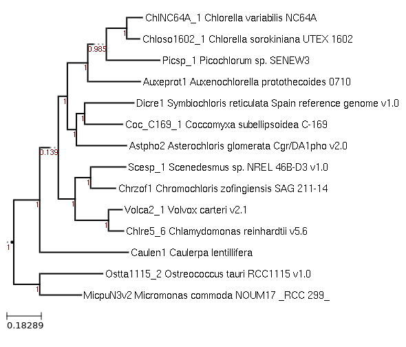 Maximum-Likelihood phylogeny generated by FastTree for Chlorella sorokiniana UTEX 1602 and other example Chlorophyta species