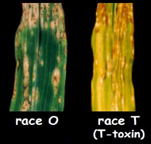 Cochliobolus heterostrophus race T strain C4 produces T-toxin, in contrast to race O strain C5. 