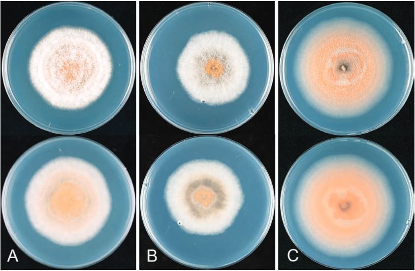 Photo of Colletotrichum tropicale CgS9275