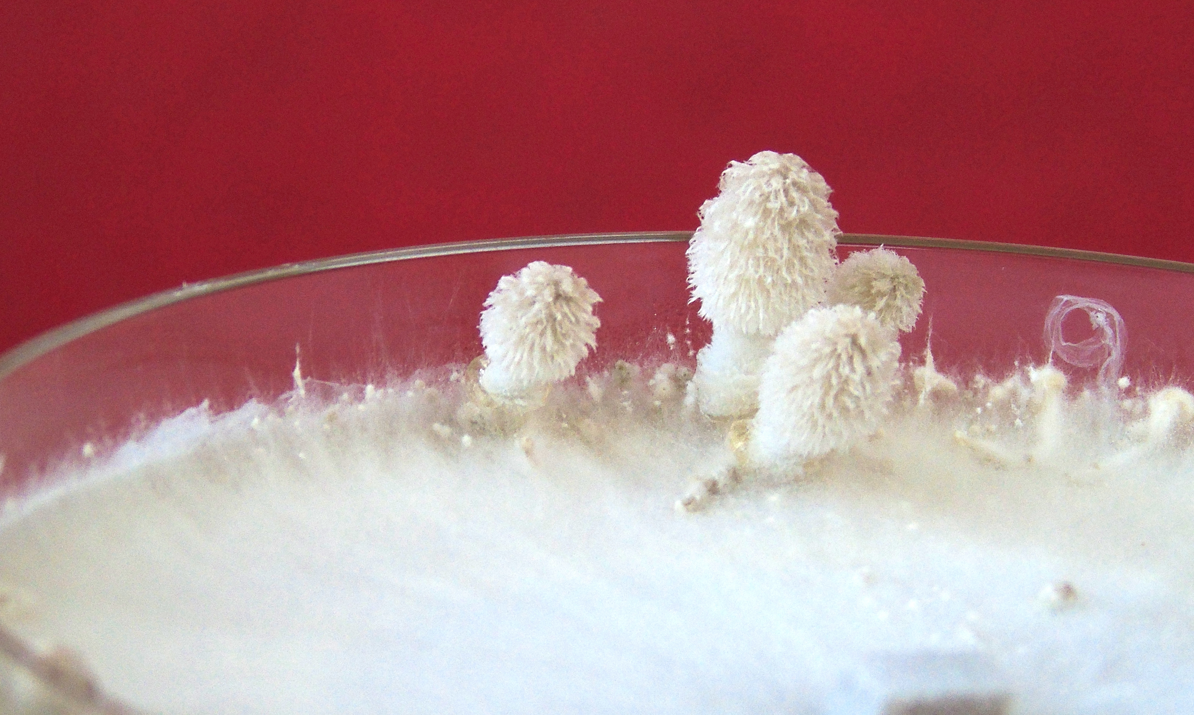 Coprinopsis cinerea growing in the lab