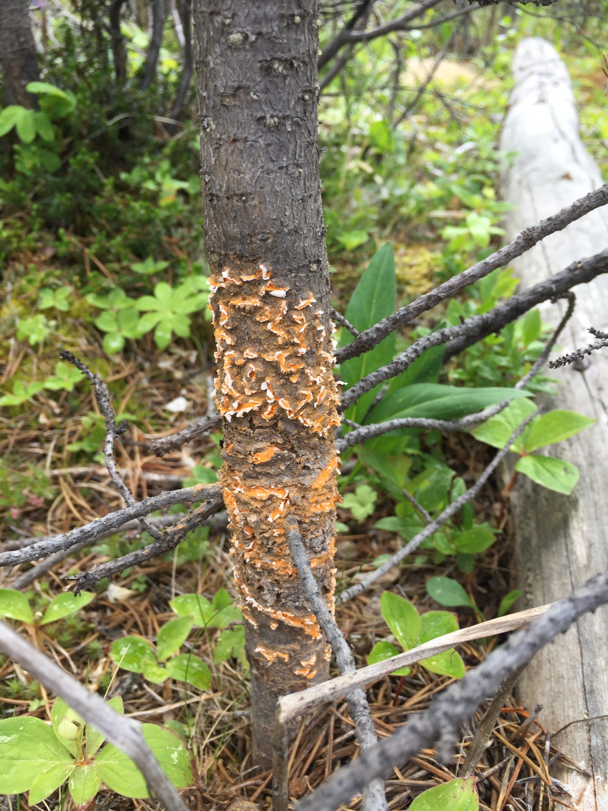 Comandra blister rust cause by Cronartium comandrae on lodgepole pine.
