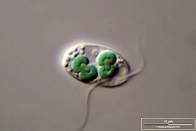 Photo of Cyanophora paradoxa CCMP329