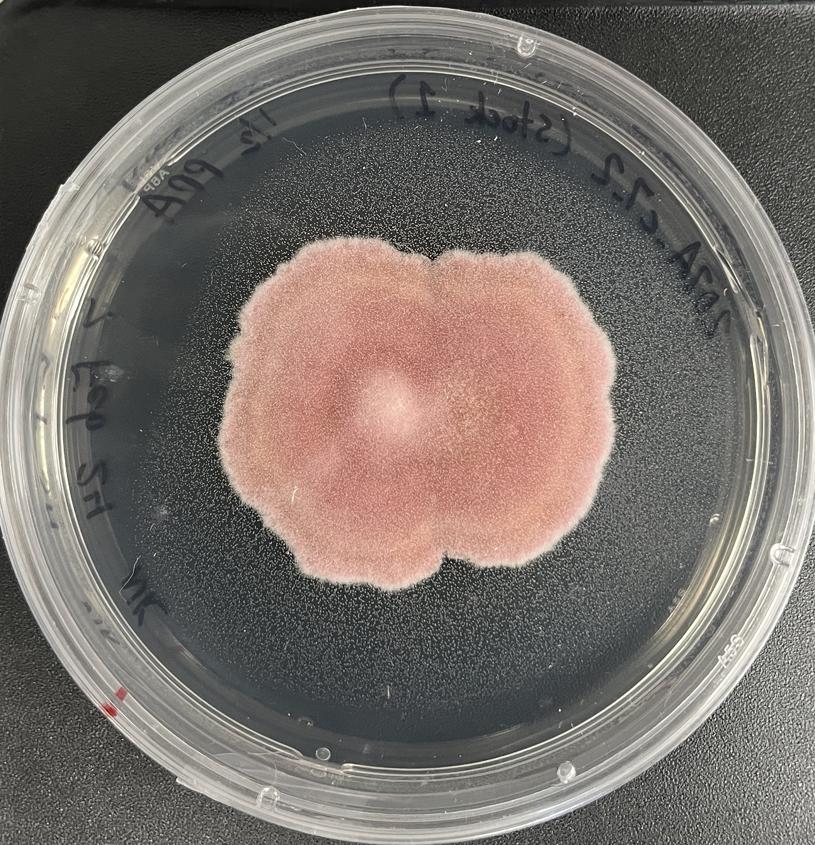 Fusarium acuminatum 207A_c7_2 growing in the lab.