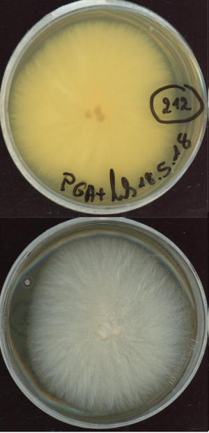 Fusarium oxysporum MPI-CAGE-CH-0212 growing in the lab.