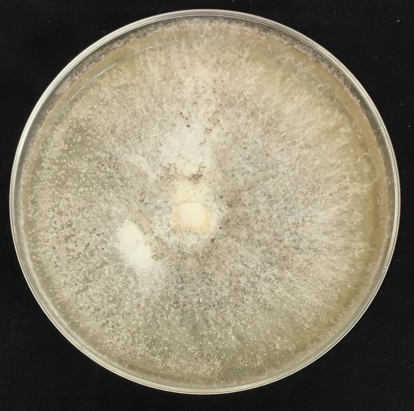Photo of Hypoxylon monticulosum FL0542 v1.0