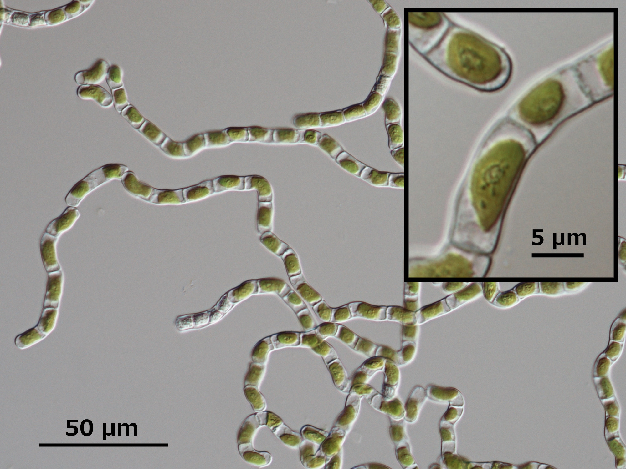 Microscopic image of K. nitens NIES-2285. [Image courtesy Koichi
Hori (Ohta.shimojima Laboratory, TITEC), <a
href="https://creativecommons.org/licenses/by-sa/4.0/"
target="_new">CC BY-SA 4.0</a>]