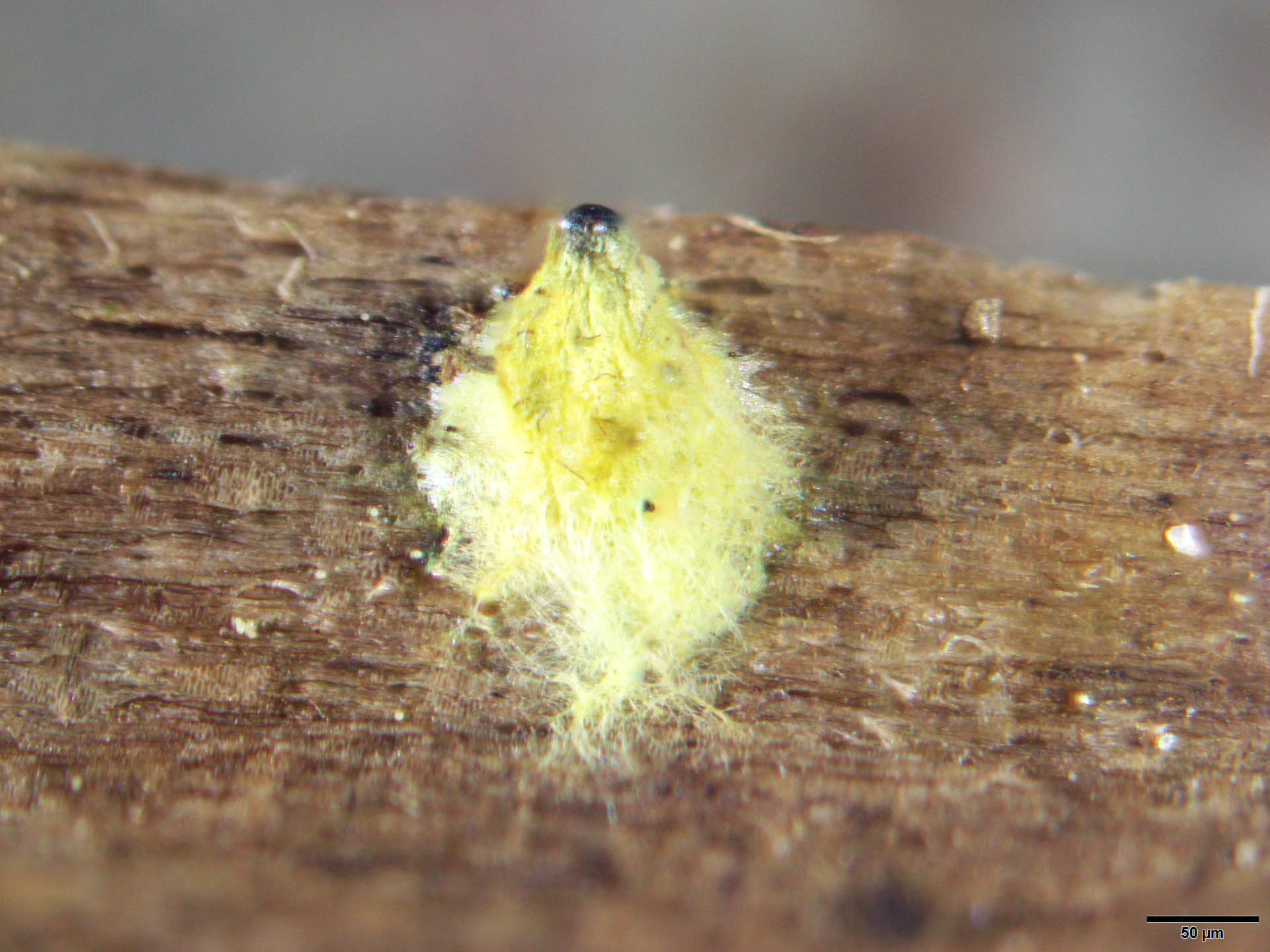 Ascomata of Lasiosphaeria deviata [Image credit: Andrew N. Miller, University of Illinois, Illinois Natural History Survey]