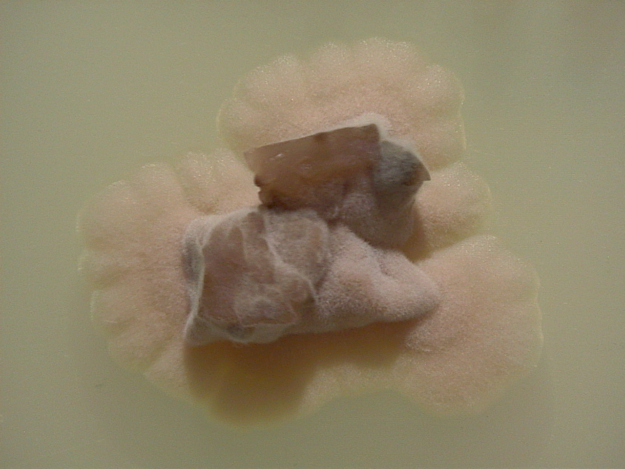 Lasiosphaeria miniovina
