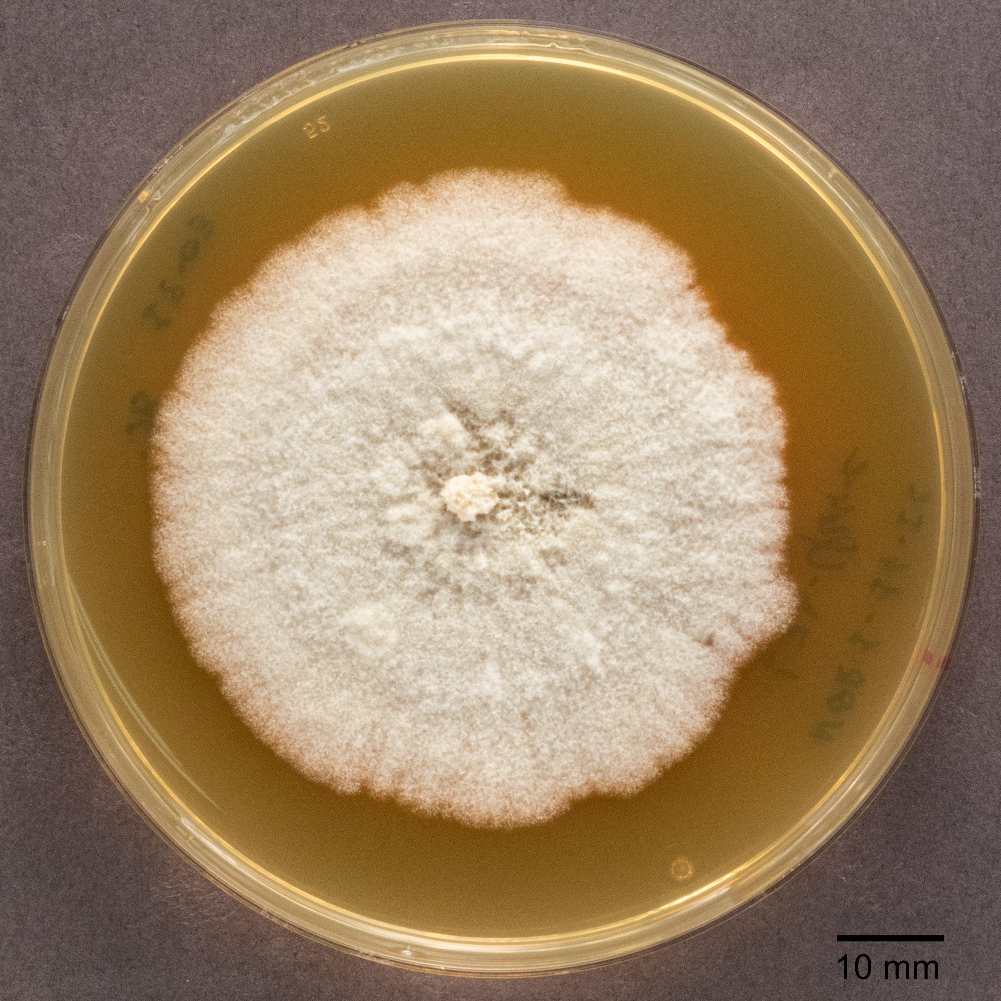 Culture of Lophodermium piceae NOR1-14_p44 growing on 2% malt extract agar. The image was taken at 28 days by Marie Leys.