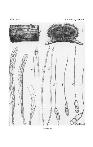 Loramyces from WH Weston, 1929
