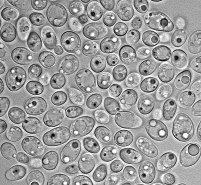Lipomyces starkeyi 11558, a close relative of L. starkeyi Phaff 78-23.
Image Credit: Kyle Pomraning, Pacific Northwest National Lab.