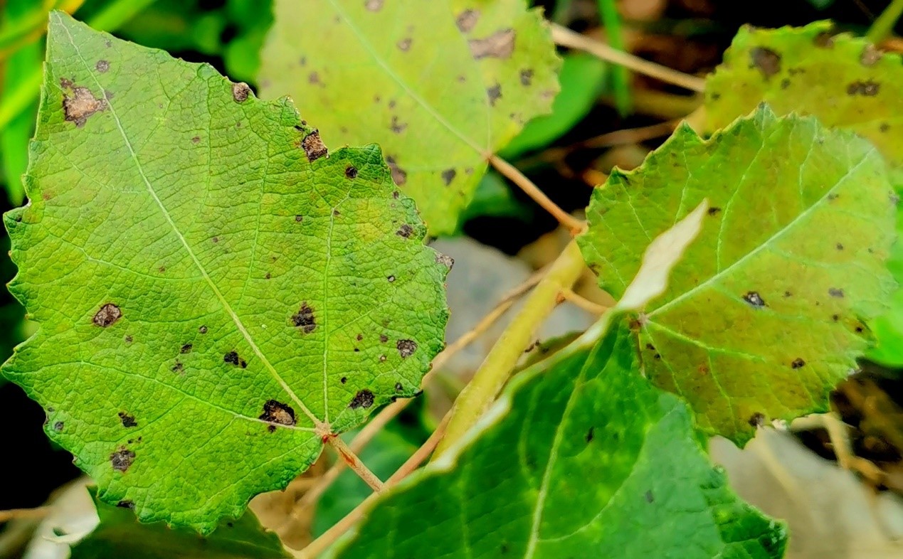 Poplar leaf spot disease caused by M. brunnea f.sp. monogermtubi.