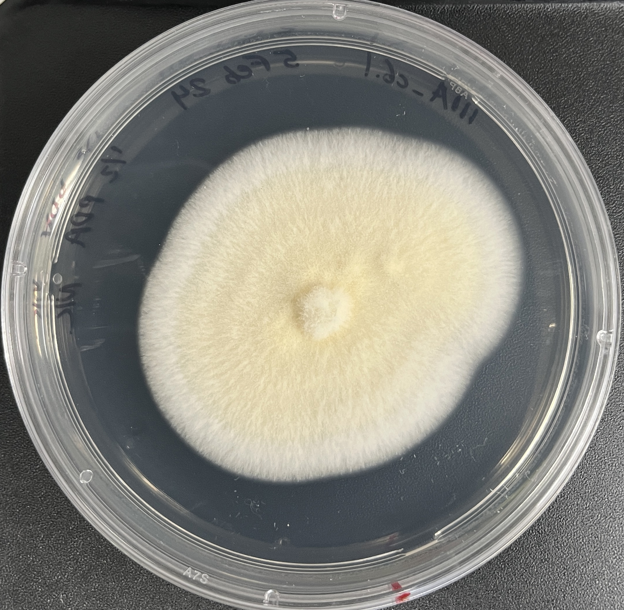 Metacordyceps chlamydosporia 111A-C6_1 growing in the lab.