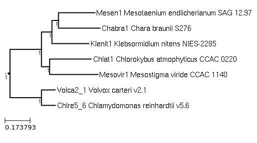 Photo of Mesostigma viride CCAC 1140