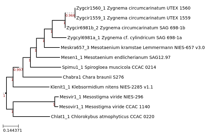 Maximum-Likelihood phylogeny generated by FastTree for Mesostigma
viride CCAC 1140 with other Streptophyte algae