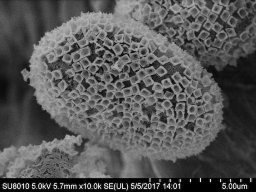 Mesostigma viride NIES-296 [Micrograph courtesy of Zhe Liang] 