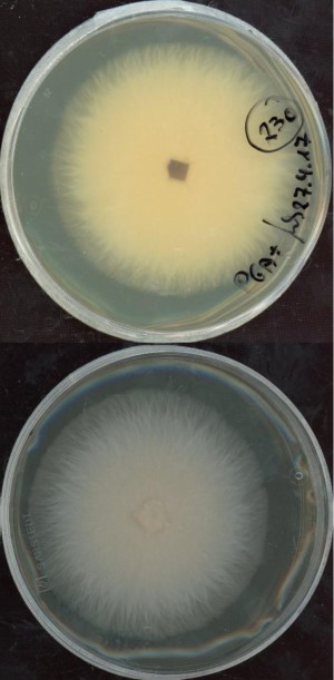 Photo of Microdochium trichocladiopsis MPI-CAGE-CH-0230 v1.0