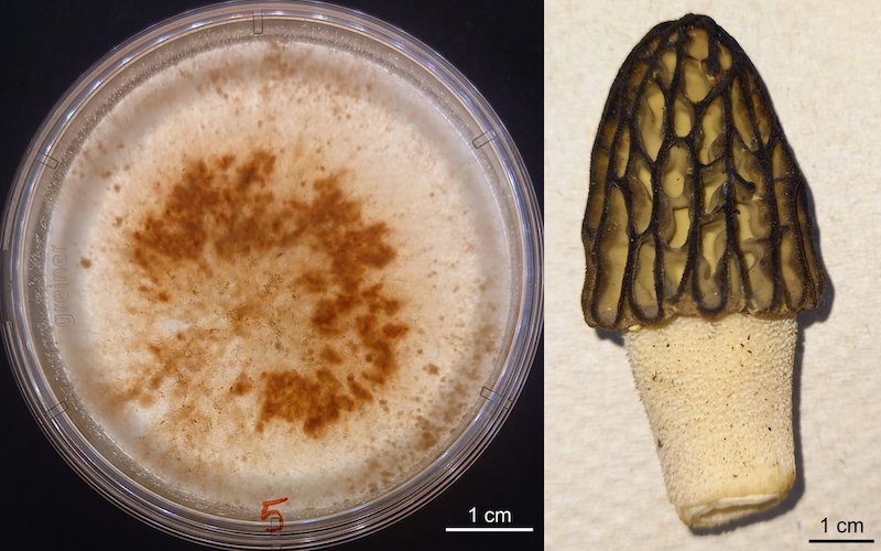 Single-ascospore culture of Morchella sp. M21-48-1 on MA media (left) and ascocarp of M21-48-1, source of the ascospore sample (right). [Image credit: Melissa Cravero]