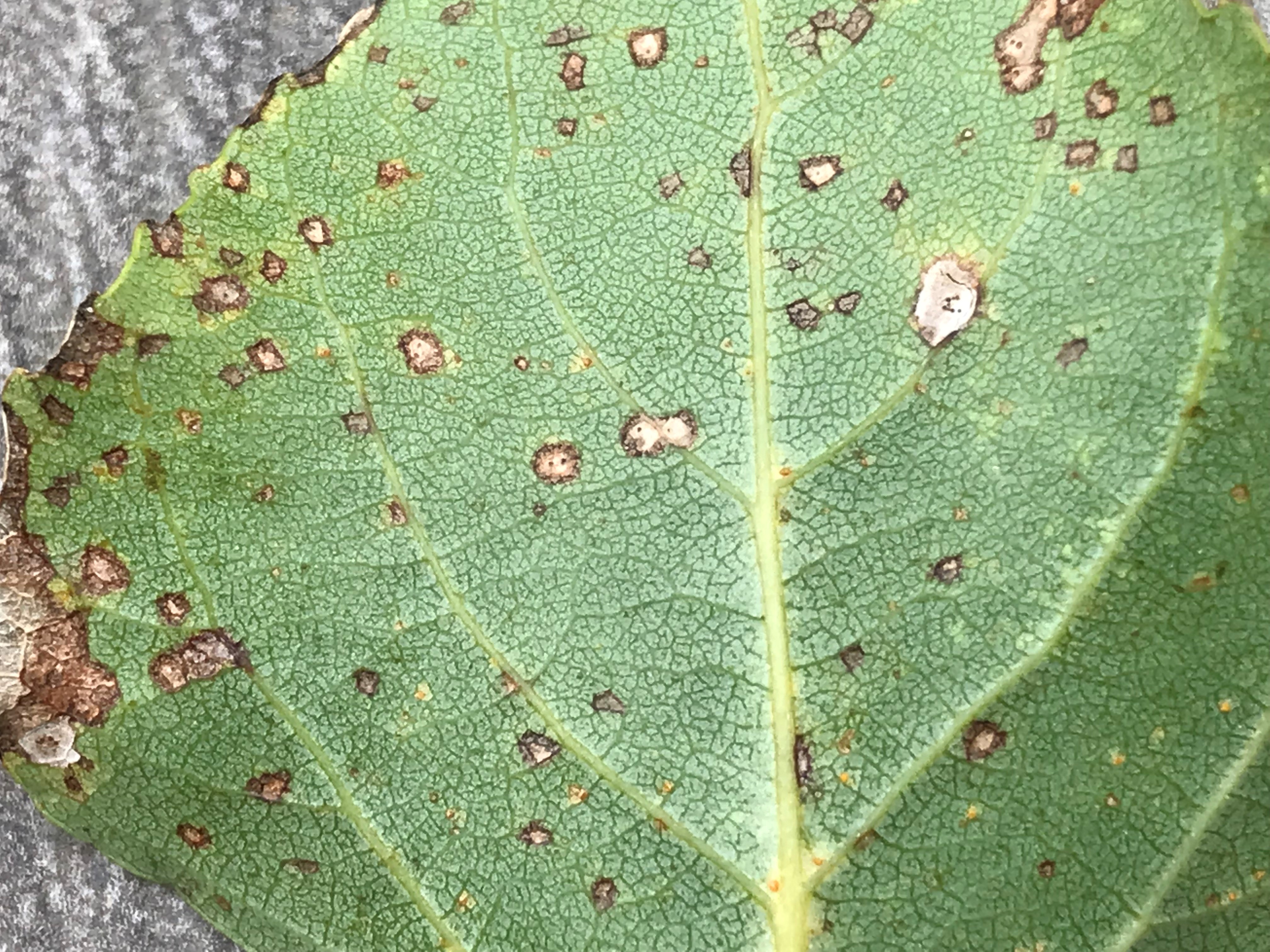 Mycosphaerella populi on black poplar