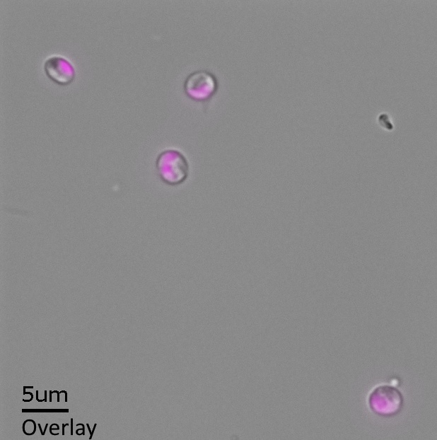 Nannochloropsis oceanica CCAP849/10 