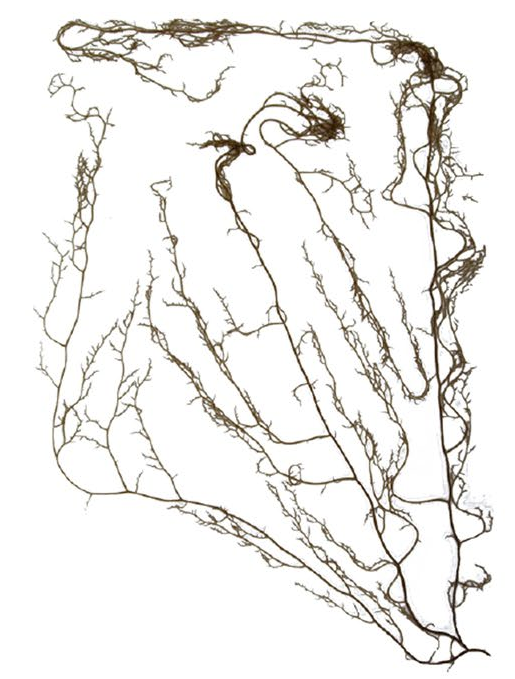 Photo of Nemacystus decipiens Onna-1