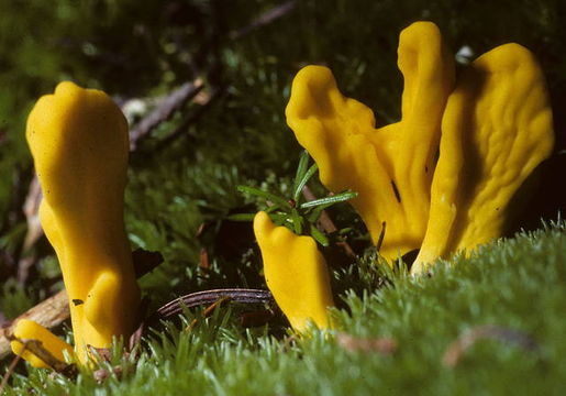 Fruiting bodies of Neolecta irregularis. Image credit: Walt Sturgeon (http://eol.org/pages/6661693/overview).