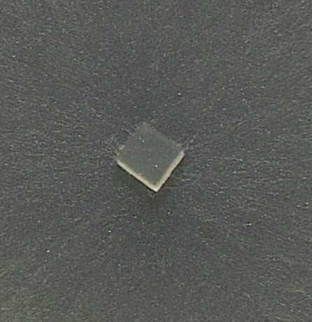 Mycelium of Neurospora lineolata 