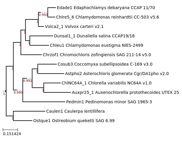 Maximum-Likelihood phylogeny generated by FastTree for Ostreobium queketti SAG 6.99 and related species 