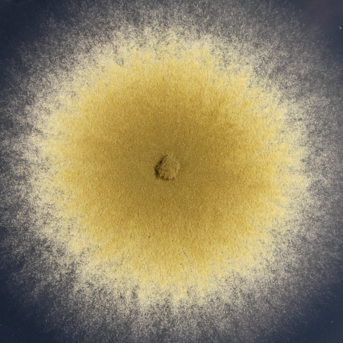 Paecilomyces variotii strain CBS 101075 growing on potato dextrose agar. The yellow-brown color is due to the abundant production of asexual spores. Image provided by Alexander Idnurm.