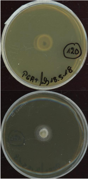 Paraphoma chrysanthemicola MPI-SDFR-AT-0120 growing in the lab.