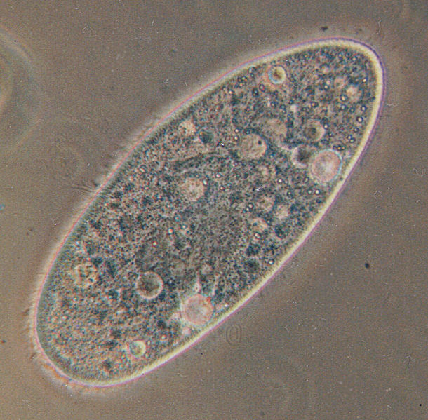 Paramecium aurelia