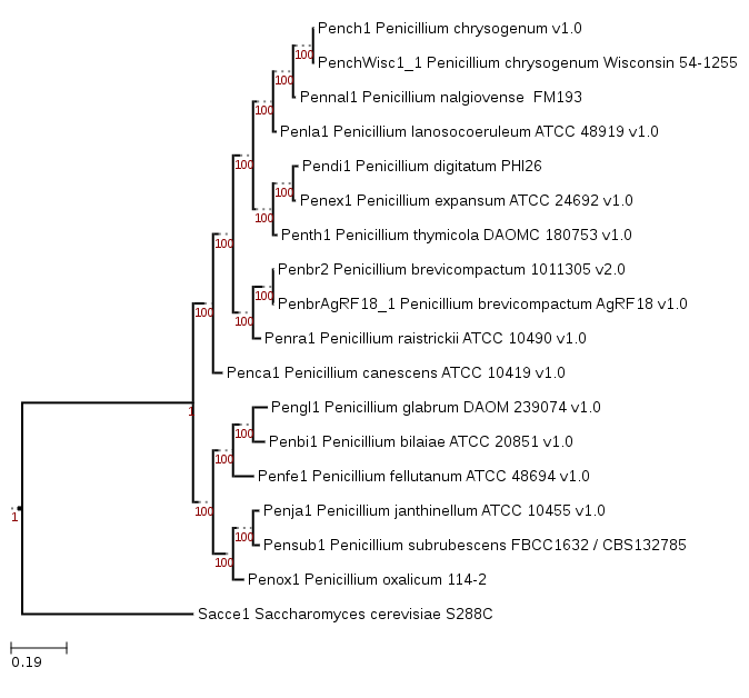 Phylogenetic tree showing the position of Penicillium nalgiovense FM193