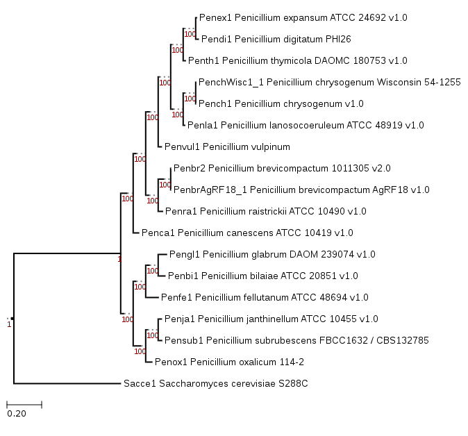 Phylogenetic tree showing the position of Penicillium vulpinum IBT 29486 (Penvul1)