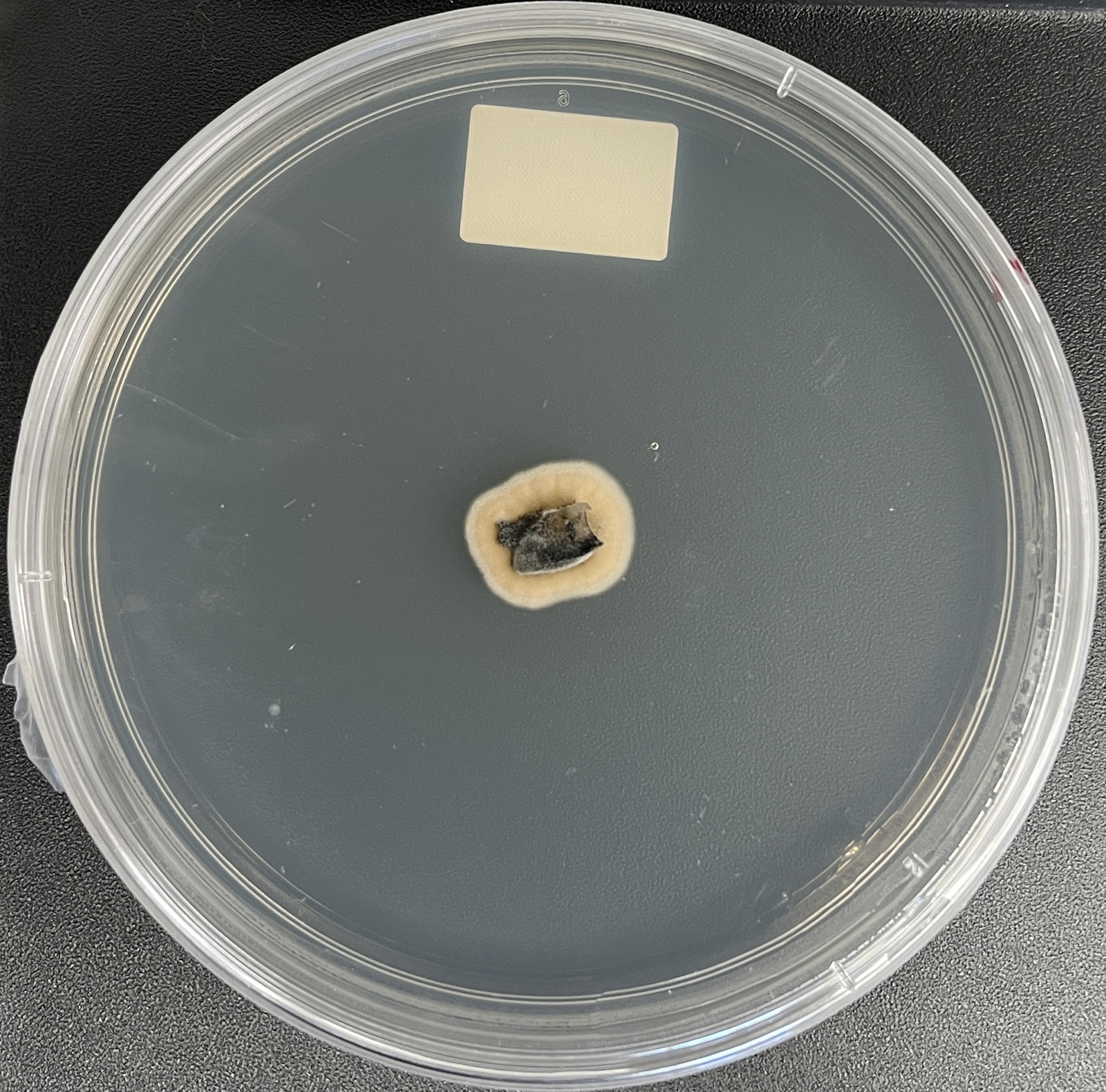 Mycosphaerellaceae sp. 406A_T16_1 growing in the lab.