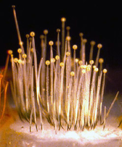 Phycomyces blakesleeanus NRRL1555. Image from the: <a
href="https://mycocosm.jgi.doe.gov/Phybl2/Phybl2.home.html">MycoCosm
Phycomyces blakesleeanus v2.0 portal</a>.