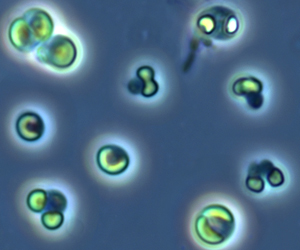 Photo of Picocystis sp. ML