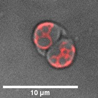 Micrograph of Picochlorum renovo