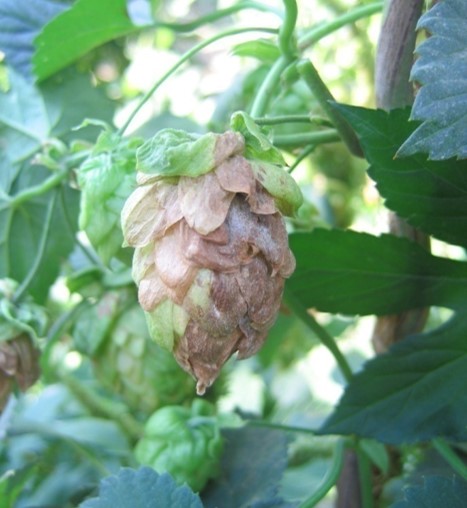 Podosphaera macularis on hop cone.